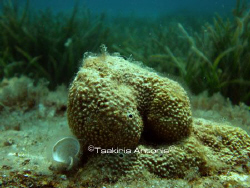 Looks like Sponge ? :-P by Antonis Tsakiris 